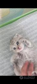Cuccioli scottish fold e straight