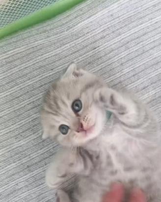 Cuccioli scottish fold e straight