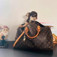 Chihuahua pedigree piccoliss