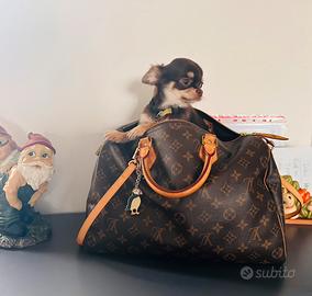 Chihuahua pedigree piccoliss