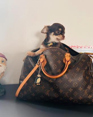 Chihuahua pedigree piccoliss