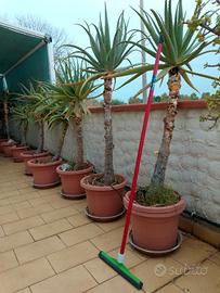 aloe arborescens 
