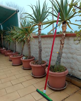 aloe arborescens 