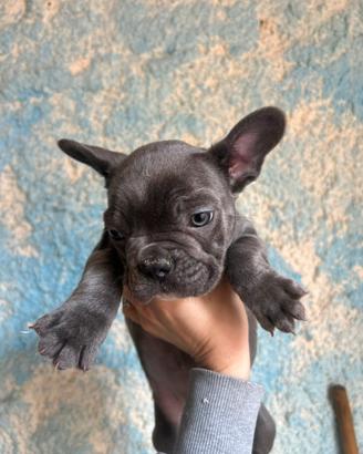 Bulldog francesi
