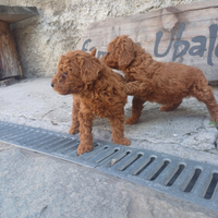 Barboncino toy nani red genitori con Pedigree