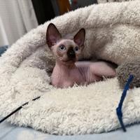 Sphynx cucciolo