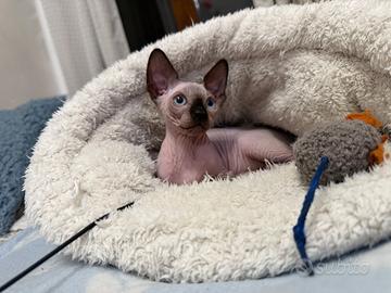 Sphynx cucciolo
