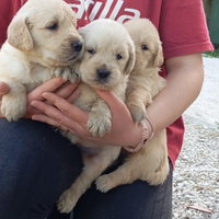 Golden Retriever con pedigree ENCI