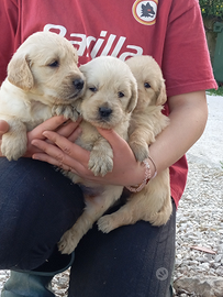 Golden Retriever con pedigree ENCI