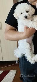 Femmina Bichon