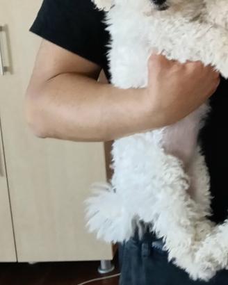 Femmina Bichon