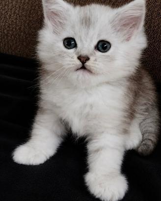 Dolce gattino di persiani normotipici MASCHIO