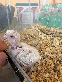 Inseparabile