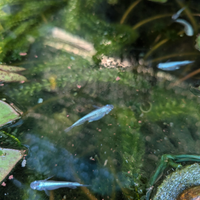 Medaka, pesci del riso, Miyuki Blue Hikari