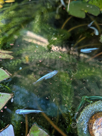 Medaka, pesci del riso, Miyuki Blue Hikari