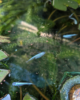 Medaka, pesci del riso, Miyuki Blue Hikari