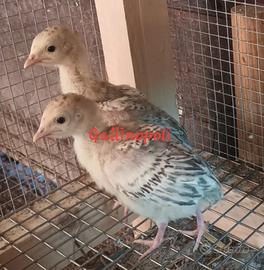 Tacchini Romagnoli leggeri pulcini
