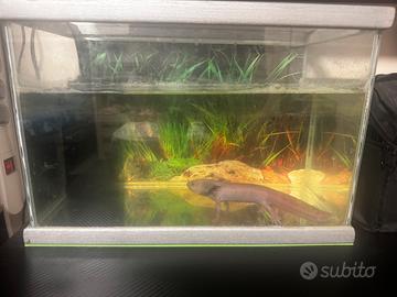 Axolotl