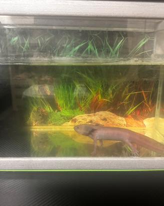 Axolotl