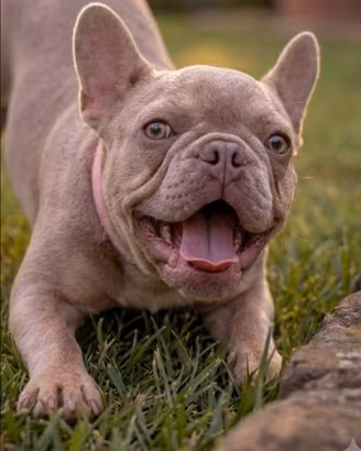 Bulldog Francese esotico New Shade Isabella tan