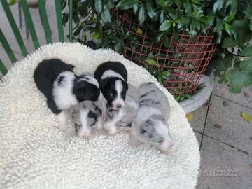Cuccioli di border collie