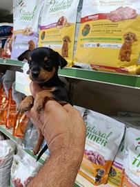 Cuccioli di pincher