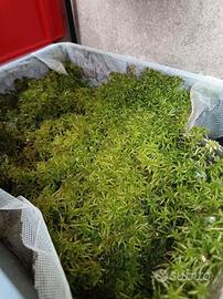 Muschio Sfagno vegetante