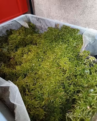 Muschio Sfagno vegetante