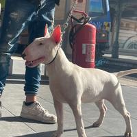 Bull terrier femmina linea SHAOZEN