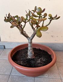 Crassula arborescens
