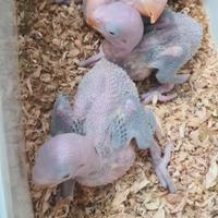 Parrocchetti Grande Alessandrino allevati a mano