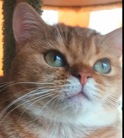 British Shorthair gatta