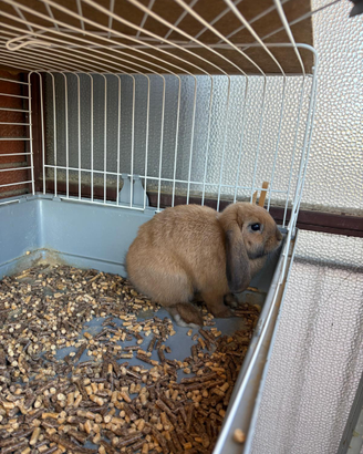 Coniglio ariete nano di 4 mesi