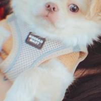 Cucciolo di chihuahua