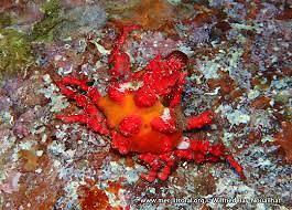 Lissa chiragra (Granchio rosso)