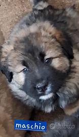 Cuccioli pastore caucaso