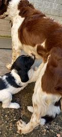 Cuccioli Springer