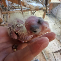 Calopsite per allevare