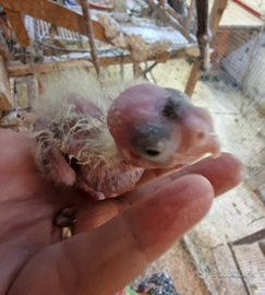 Calopsite per allevare