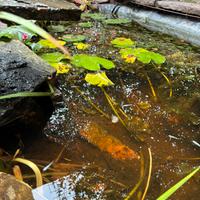 Medaka e piante acquatiche