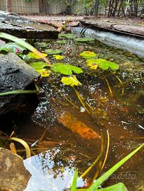 Medaka e piante acquatiche