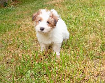 Jack Russell cuccioli