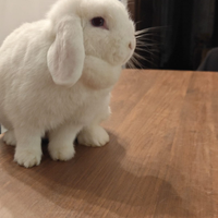 Coniglio minilop B.E.W con gabbia