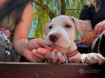 Cuccioli di Amstaff
