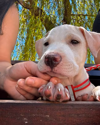 Cuccioli di Amstaff