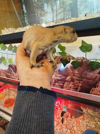 Cani della prateria baby