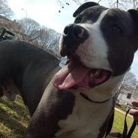 Maschio Amstaff Blue per MONTE