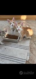 Gattini due mesi
