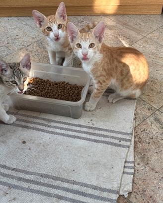 Gattini due mesi
