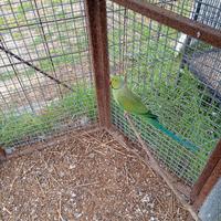 Pulli parrocchetti dal collare